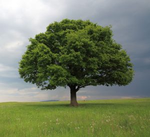 oak tree