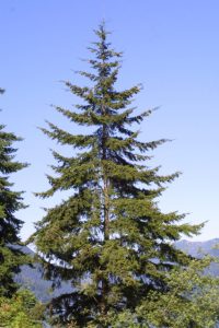 Douglas Fir